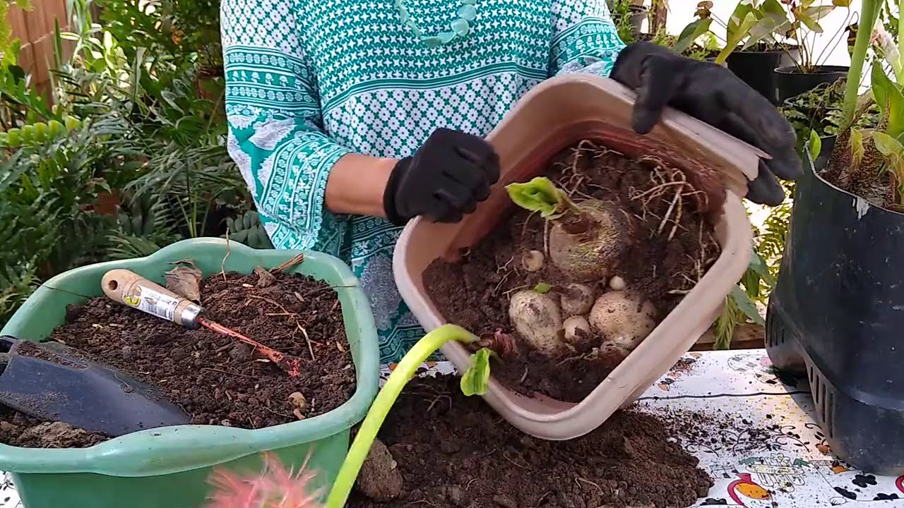Lírio Sangu Salomão Saindo Da Dormência  Como Plantar!!