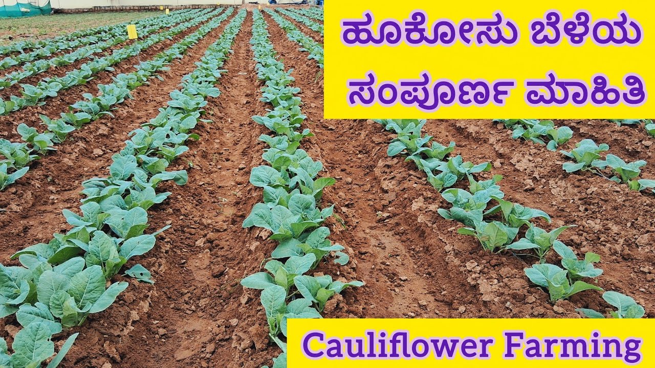 ನೆಲದ ತಯಾರಿ, ಗೊಬ್ಬರ, ತಳಿ, ಔಷಧ ಎಲ್ಲ ಮಾಹಿತಿ ರೈತರಿಂದ | colliflower farming information by farmer