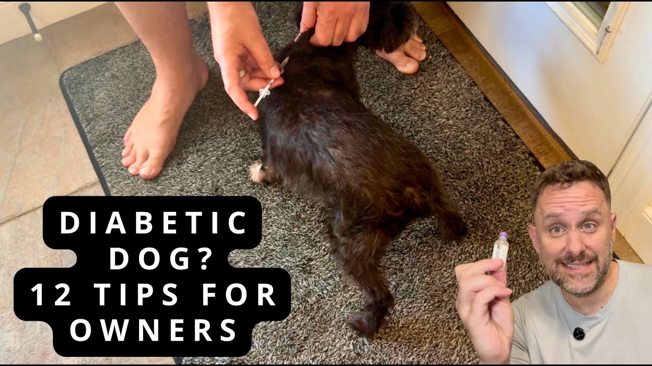 Have a Diabetic Dog? 12 Important Insulin Tips!