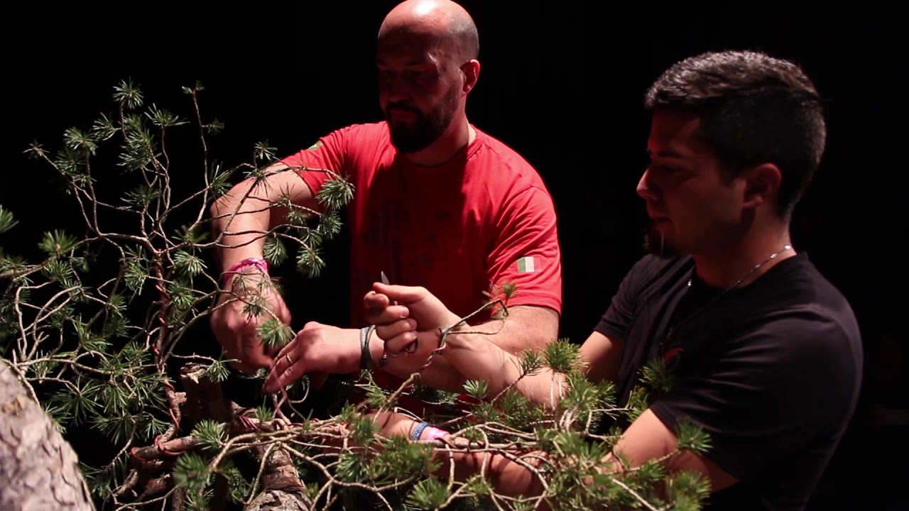 Bonsai demo by Mauro Stemberger