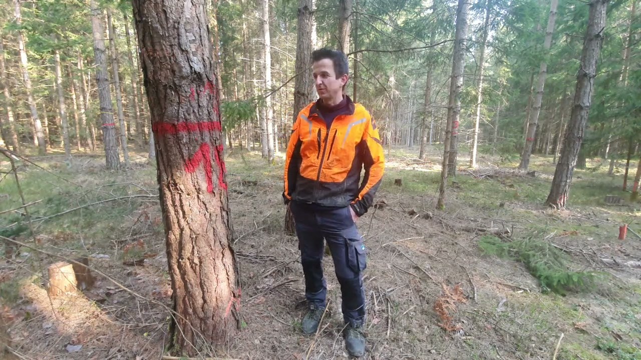 Thomas m&ouml;chte Wertholz produzieren