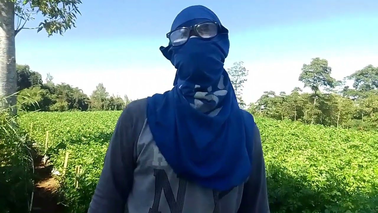 Pemanenan tanaman seledri di kebun dengan luas duaribu meter persegi 