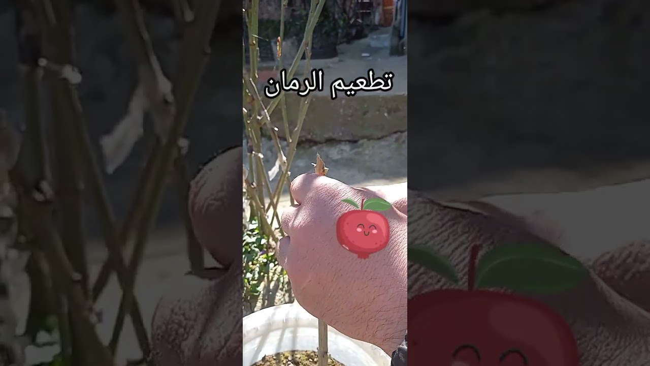 تطعيم الرمان بطريقة الشق و نسبة نجاح جد عالية #2026 #pomgranate #grenadier #grafting #greffage x#bio