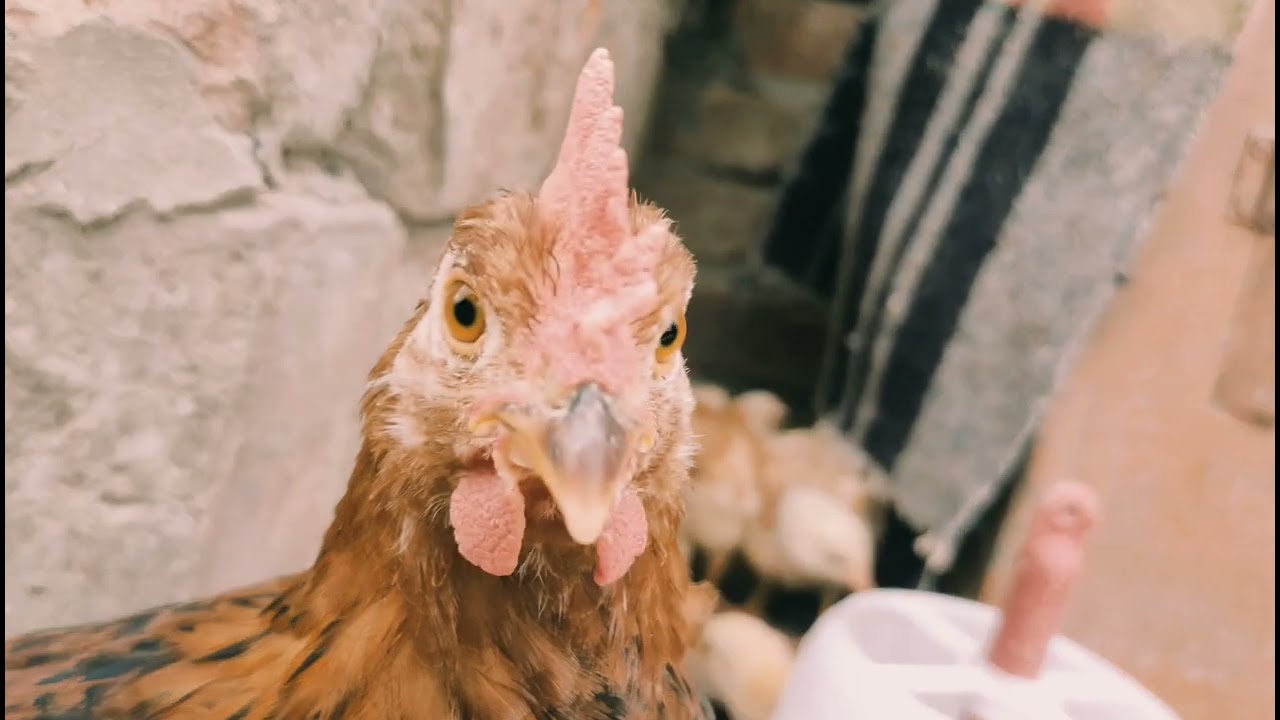 rir Desi #poultryfarming #chicks #farming #rirchicks #birds