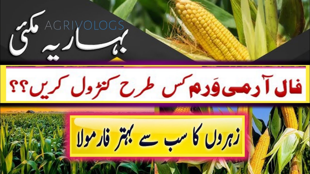 How to control Fall armworm 100%  on Maize 🌽 //visit agrivologs