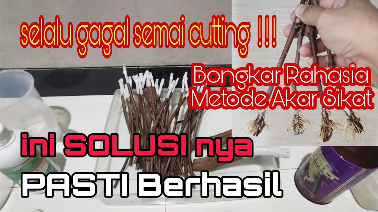 semai cutting anggur dengan metode akar sikat
