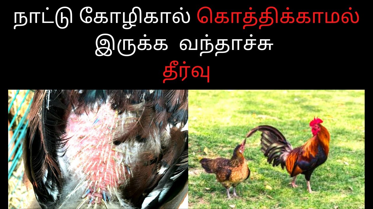 நாட்டு கோழிகால் கொத்திக்காமல் இருக்க  வந்தாச்சு தீர்வு/How to Stop Chickens From Pecking Each Other