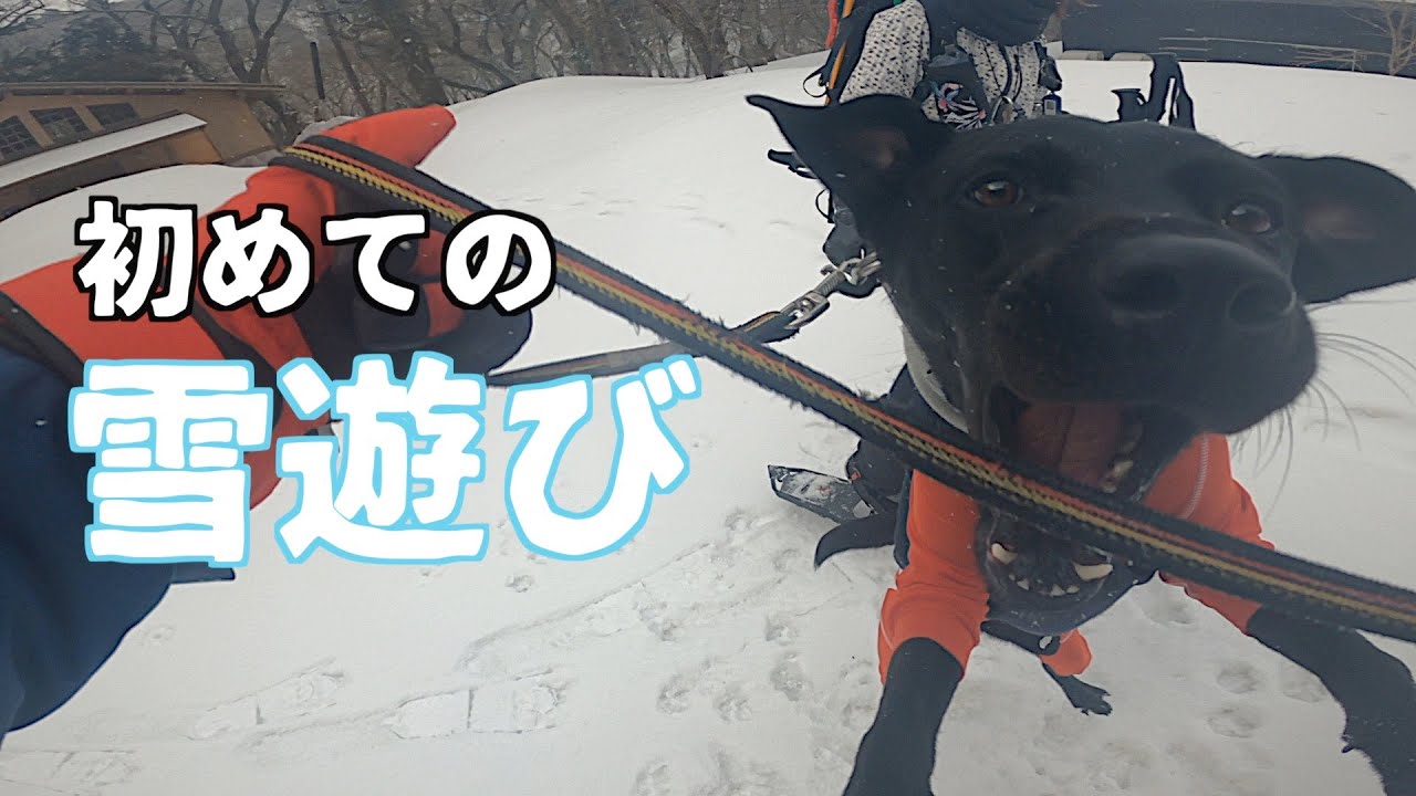【ラブラドール】初めて雪遊びをした大型犬のテンションが高すぎたw【車中泊】