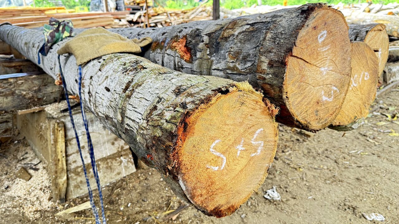 Sustainable Sawmill, Eco-Friendly Practices in Coconut Tree Processing!