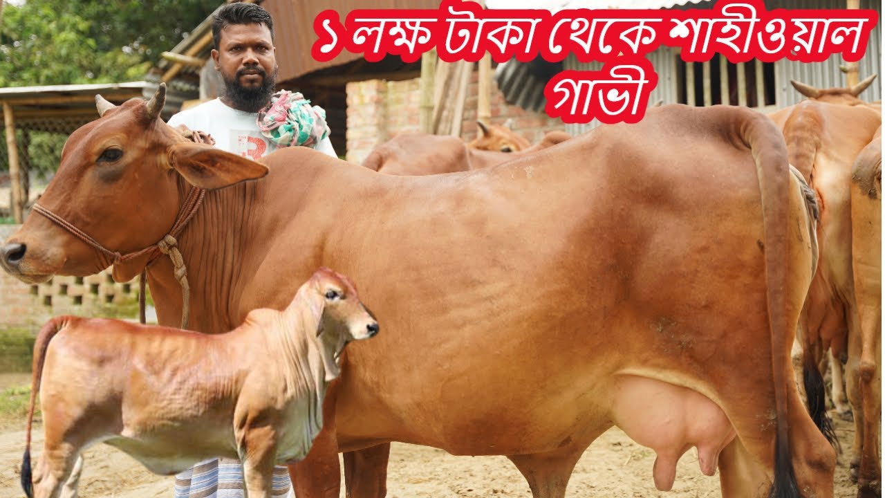 শাহীওয়াল গাভীর মেলা | ১ লক্ষ টাকা থেকে শাহীওয়াল গাভী দেখুন | শাহীওয়াল গরু পালনের সুবিধা জানুন