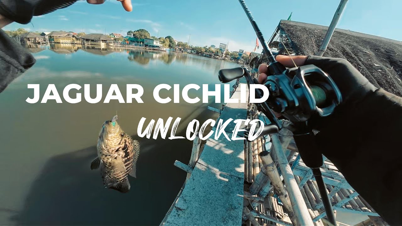 Jaguar Cichlid Unlocked