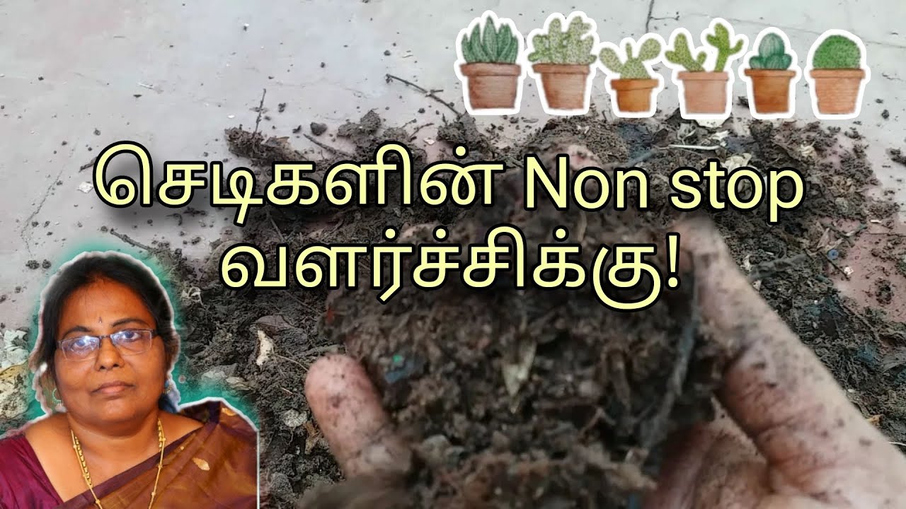செடி வளர்ச்சியை அதிகரிக்க | Organic Compost | Plant Growth booster in #gardening #fertilizer