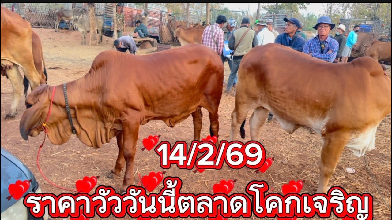 พาชมบรรยากาศซื้อขายวัวตลาดโคกเจริญ อ. สว่างแดนดิน จ. สกลนคร 14/2/69 #ราคาวัววันนี้ 