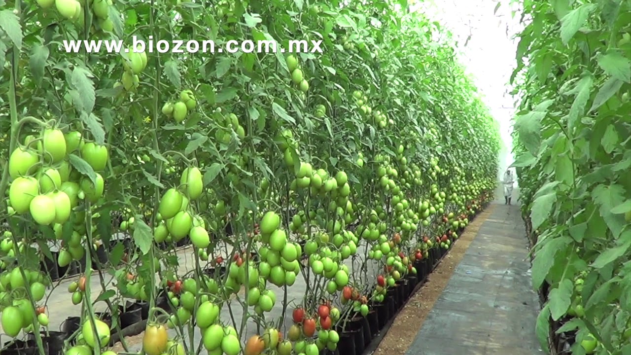 Usos del ozono en la agricultura