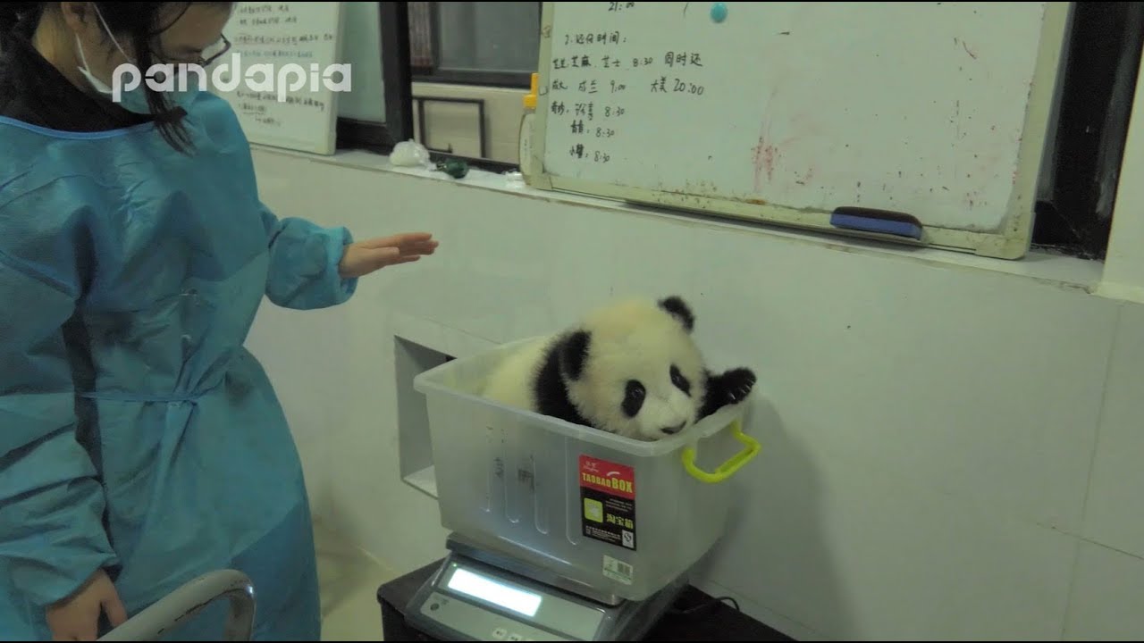 Panda Qing Qing’s weight