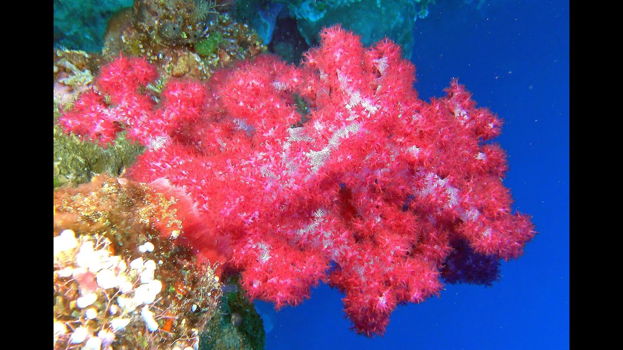 Indo-Pacific Soft Corals