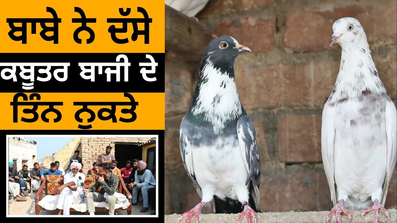 Ik Saunk Kabooter Bazi Da || Episode 23 || ਦੇਖੋ ਕਬੂਤਰਬਾਜ਼ੀ ਦੇ ਤਿਨ ਨੁਕਤੇ || Rurha Raikot