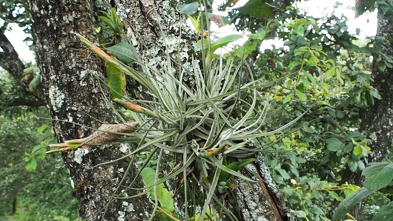 Orchideen und Tillandsien am Naturstandort / Guatemala
