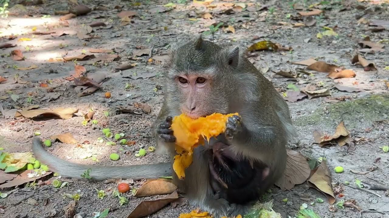 Monkey Anna is practicing her old lesson to lock milk cute tiny baby Amina | @LaBuBuMonkeysTV855 