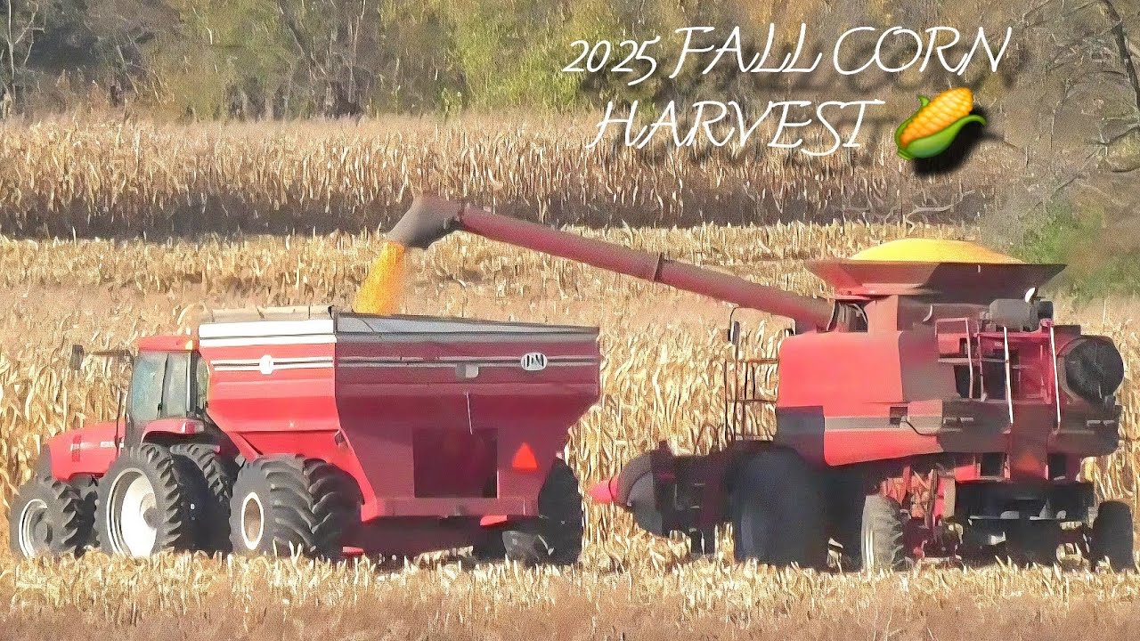 2025 FALL CORN HARVEST 🌽 CASE IH AXIAL FLOW COMBINE SHELLING CORN 🌽 