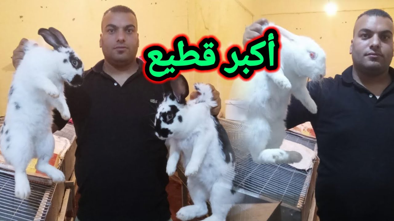 أفضل طريقة تربية الأرانب باش توصل قطيع كبير ومربين محترف