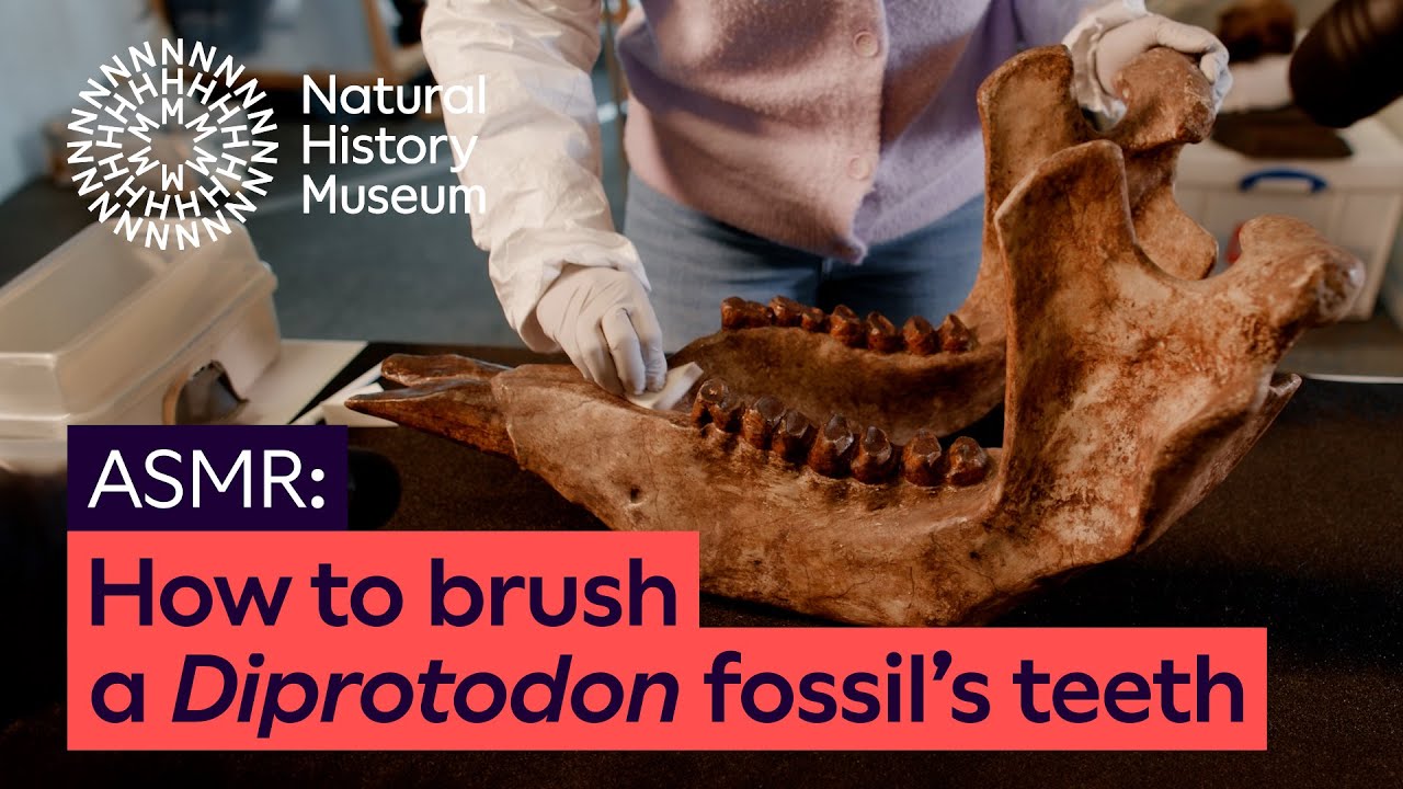 Cleaning a fossilised Diprotodon mandible | ASMR