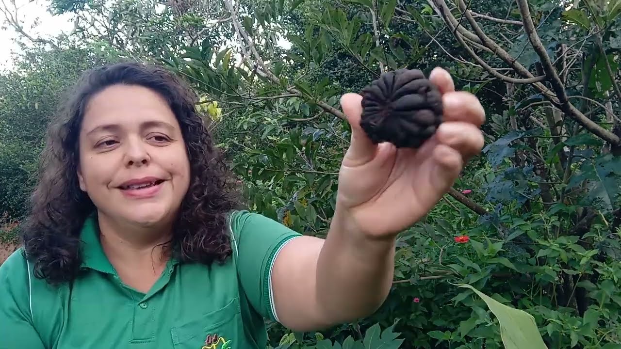 Pinhas Pretas (Fungo na Pinha e Graviola)