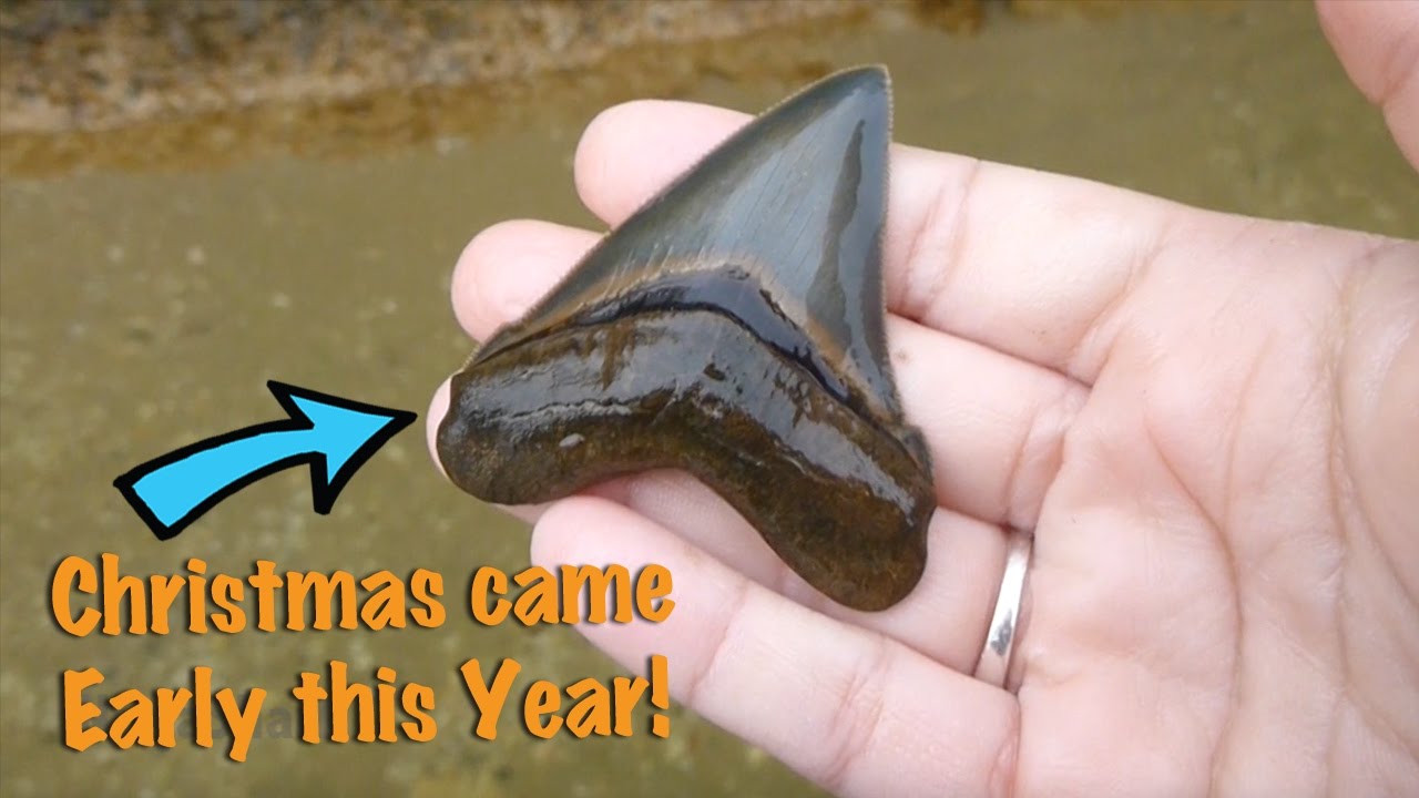 Fossil Hunt DEC 21, 2015: Gift from the Potomac River