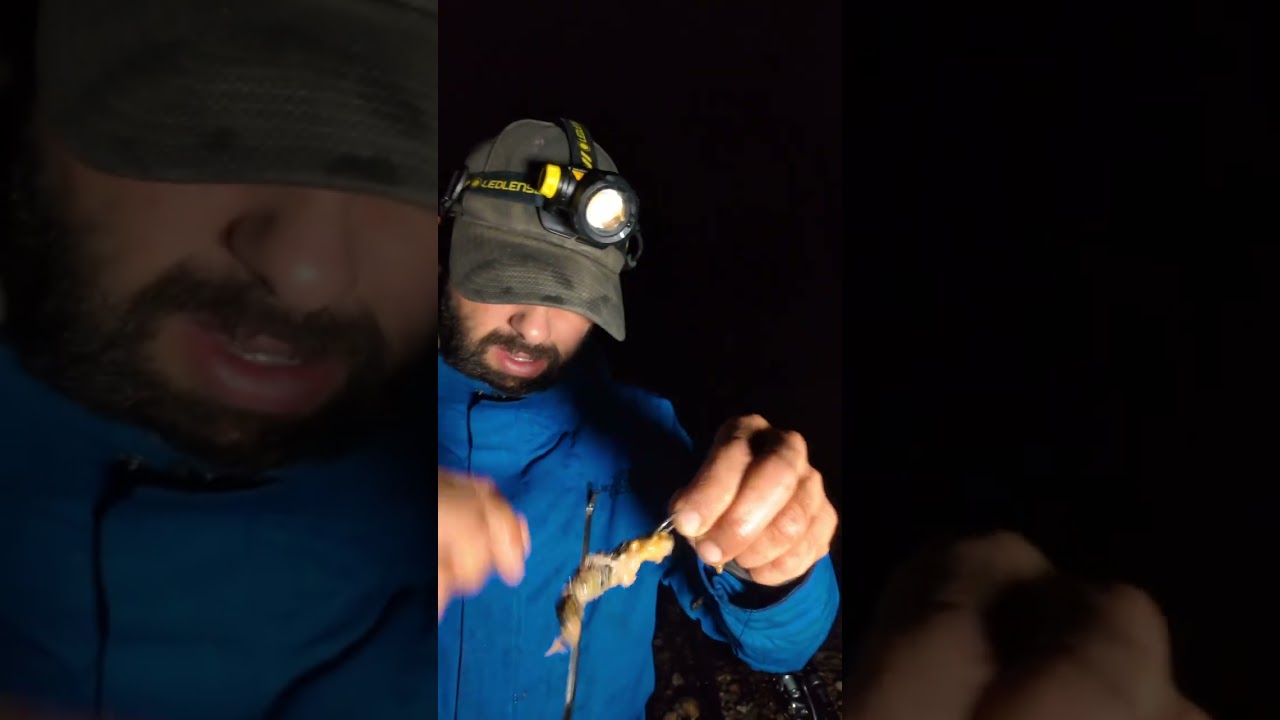How I bait my peeler crab on a dongle rig #angler #fishing #fish #seafishing #fyp