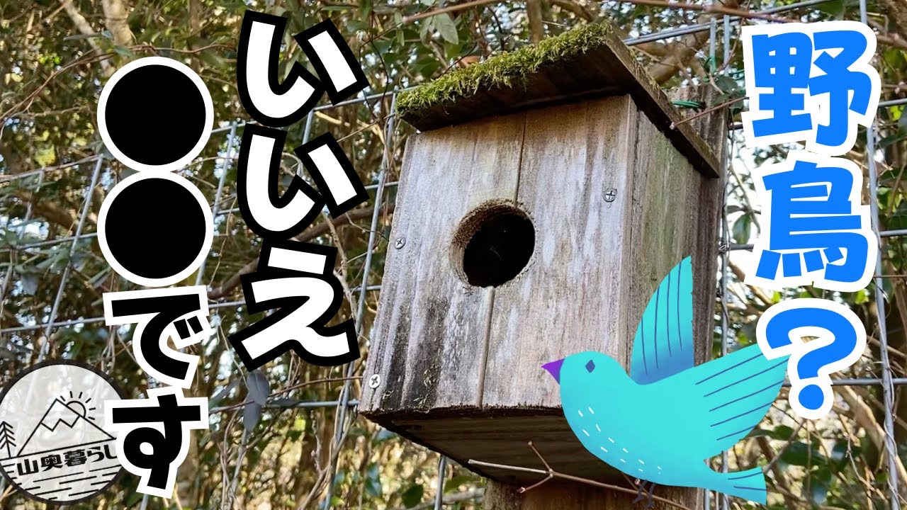 自作巣箱に野鳥が来ました！中にいたのは鳥？モモンガ？ムササビ？リス？