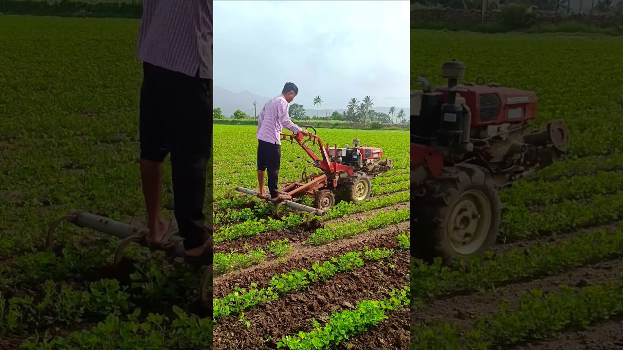 Power Tiller Se Kheti🚜Farming gujarat #agriculture #satisfying #shot #farming #farmlife #powertiller