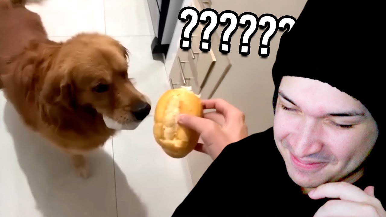 videos bobinhos pra parar de pensar nos problemas da vida (os melhores de 2025)