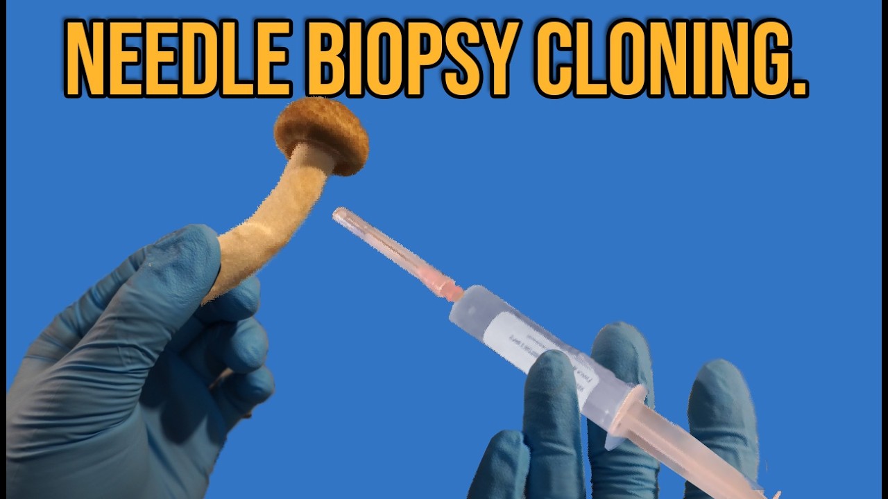 Cloning Mushrooms Using The Needle Biopsy Technique.