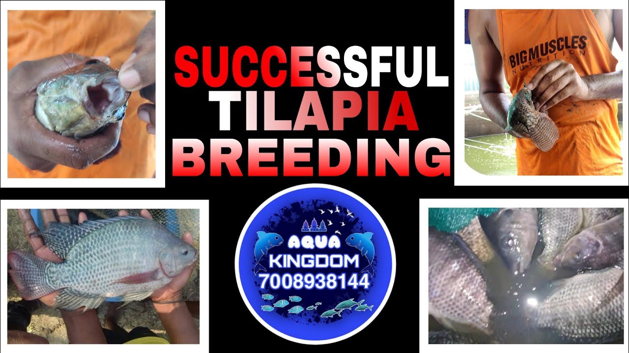 Successful Tilapia Breeding In Biofloc Fish Farming ( WHAT, WHY & HOW ) All Details Covered