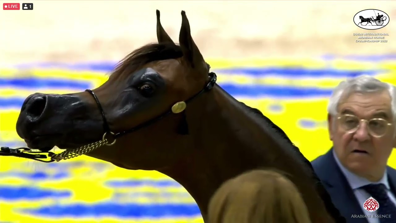 N 87 JS TROY   Dubai International Arabian Horse Championship 2022   Yearling Colts Class 9A