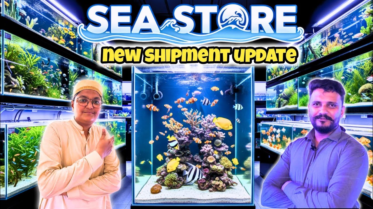 Sea Store New Fish Shipment Update 🐠🐟 |Freshwater Fish Arrived! Burns road Karachi 