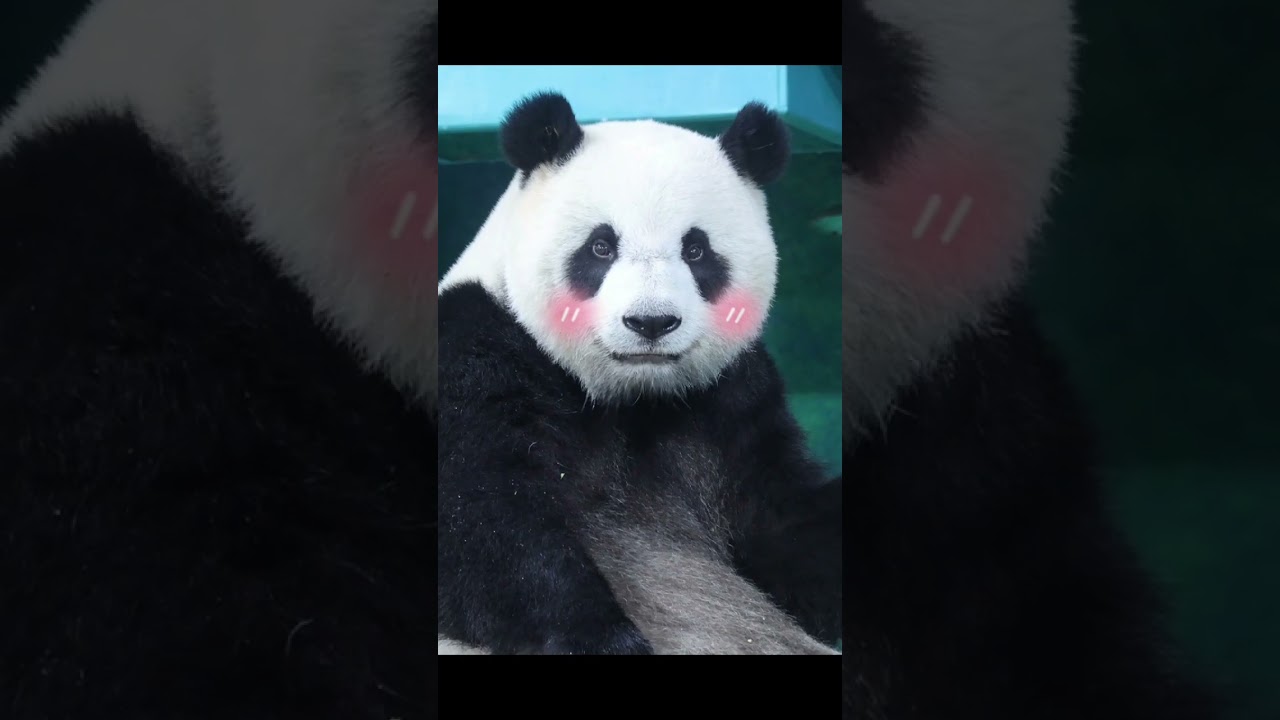 大萌娃圓仔在看妮哦😍 #panda #yuanzai #貓熊 #圆仔