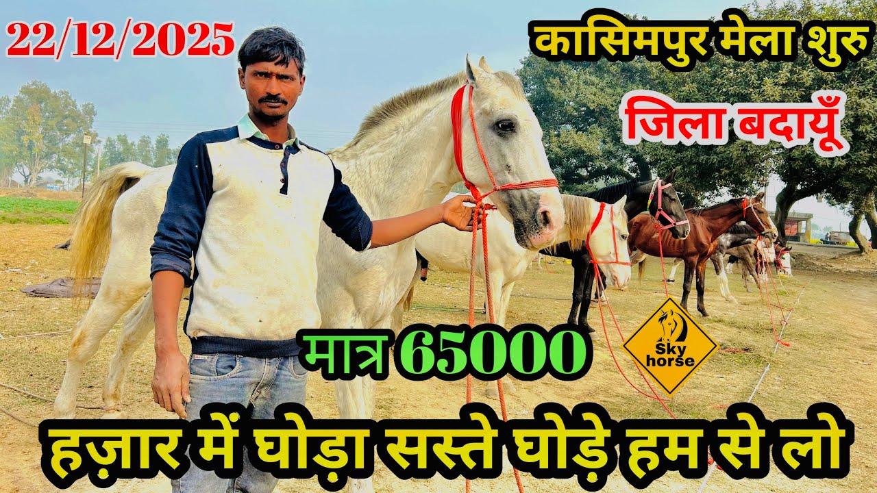 देखिए अद्भुत नस्ल के घोड़े 🐎 और उनकी सवारी | #kasimpurghoda2025