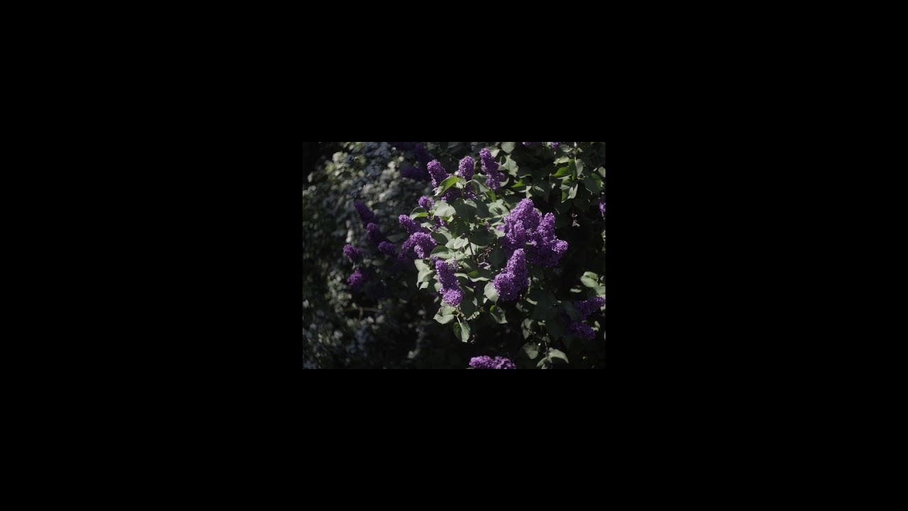 J&oacute;zef - Kwitnie Bez