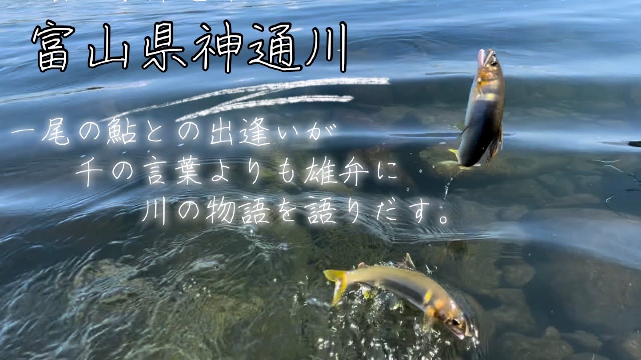 【富山県神通川遠征#2】釣りを楽しむの日本一上手いゴンが！最後に入れ掛かり！神の祝福