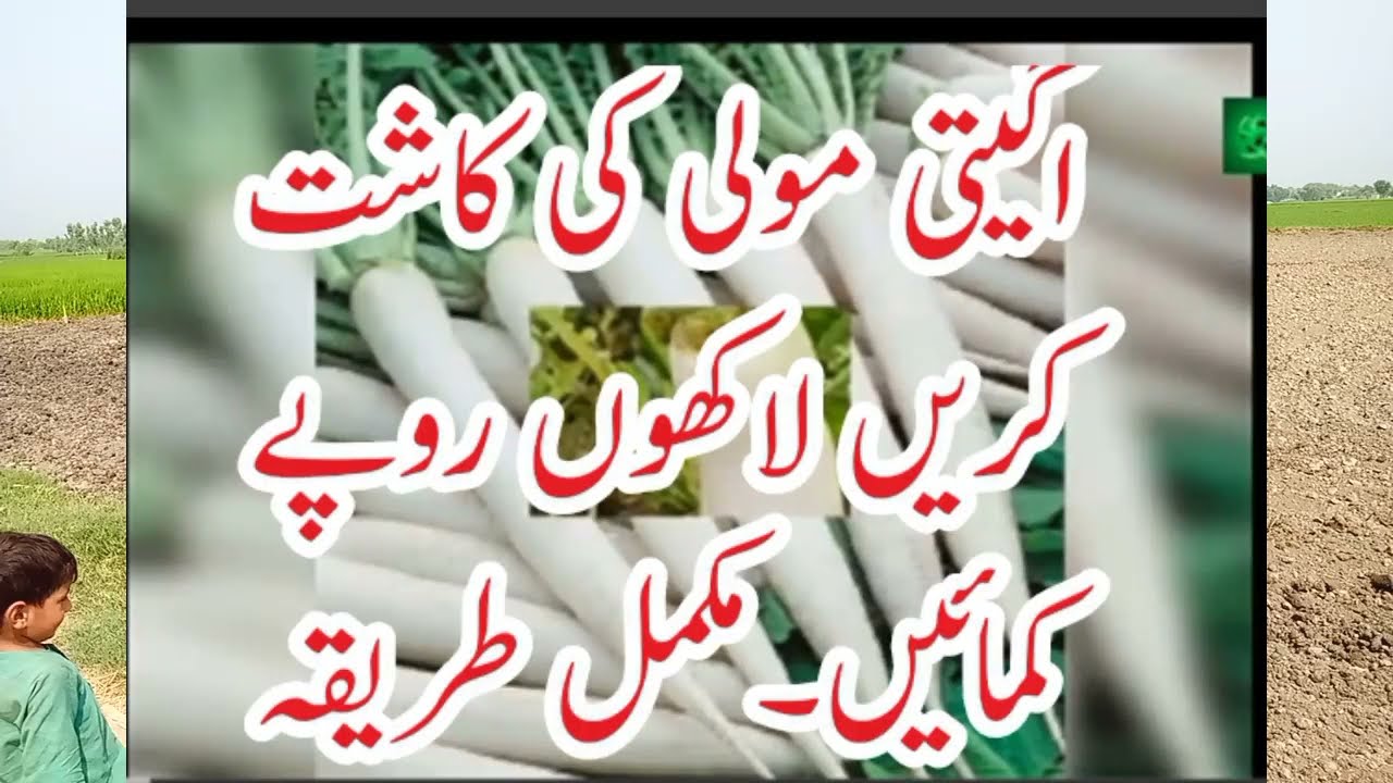agaiti mooli ki kaasht .khurak plan or mukml treeqa kaasht.agaiti mooli kaasht kr k lakhon rs kmyn