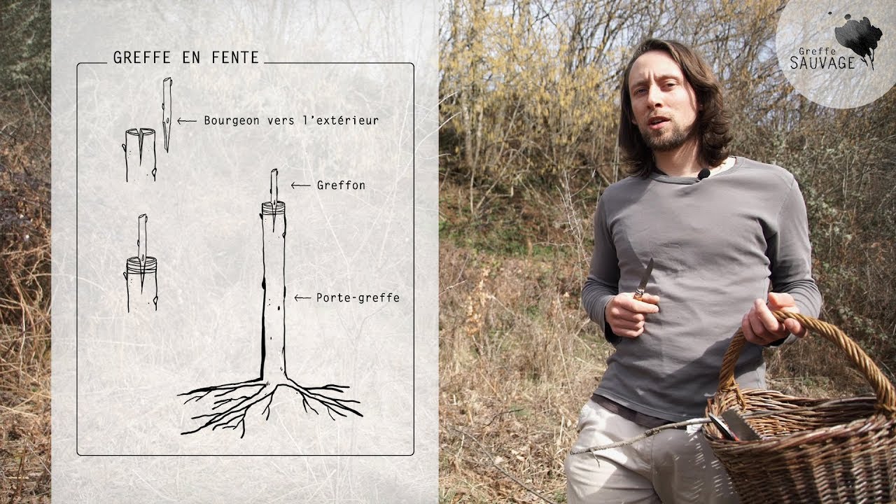 Greffe SAUVAGE #11 La greffe en fente