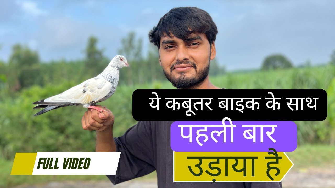 ये कबूतर पहली बार उड़ाया है बाइक के साथ 🕊️ | कबूतर को बाइक के साथ कैसे ट्रेंड करें FULL TRENING VIDEO
