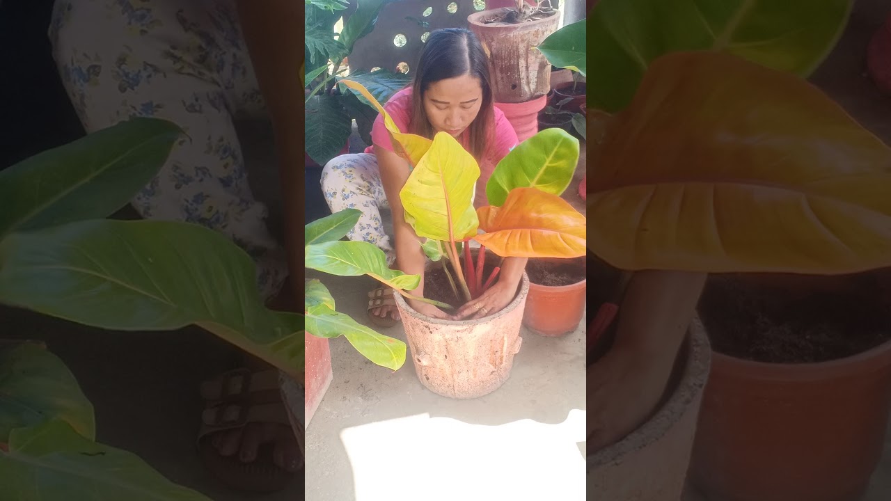Pagpaparami ng Philodendron prince of orange pink princess