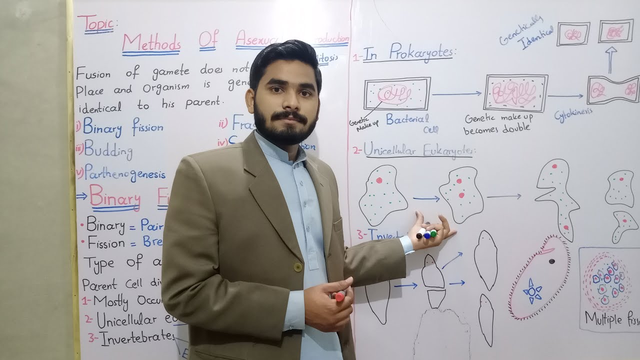 Lecture No 02 || Methods Of Asexual Reproduction Class 10 In Urdu Hindi By Mr.Hadi || Binary Fission
