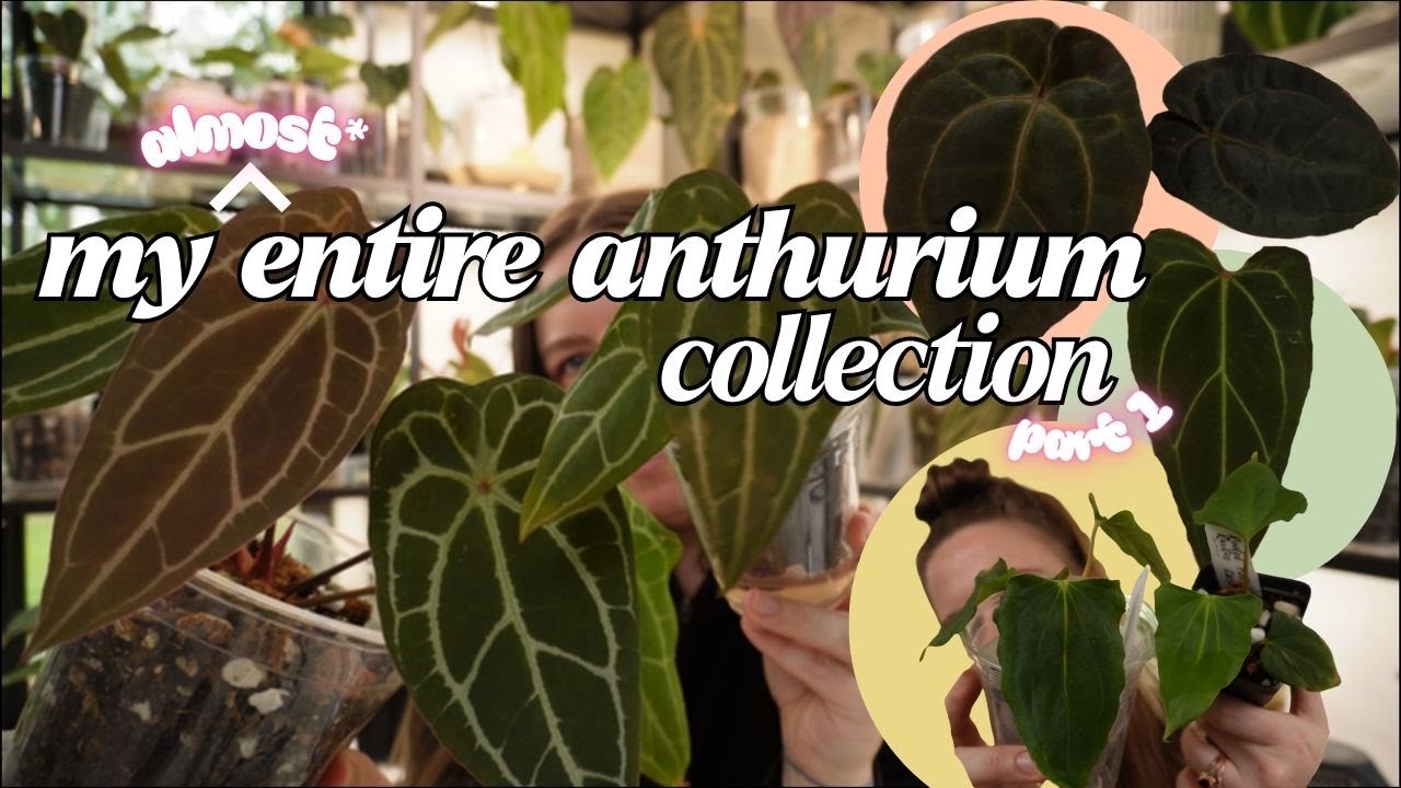 My (almost) entire anthurium collection | I have too many plants 🤠 PART ONE