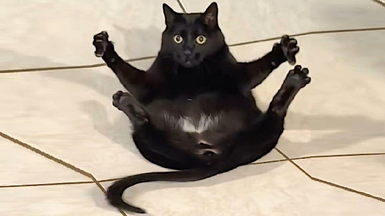 Normal cats