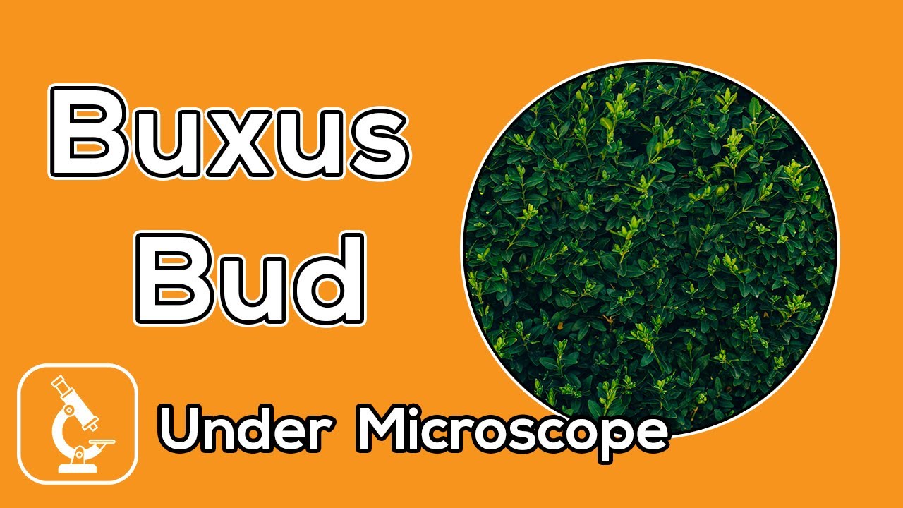 Under Microscope | What does buxus bud look like under the microscope?
