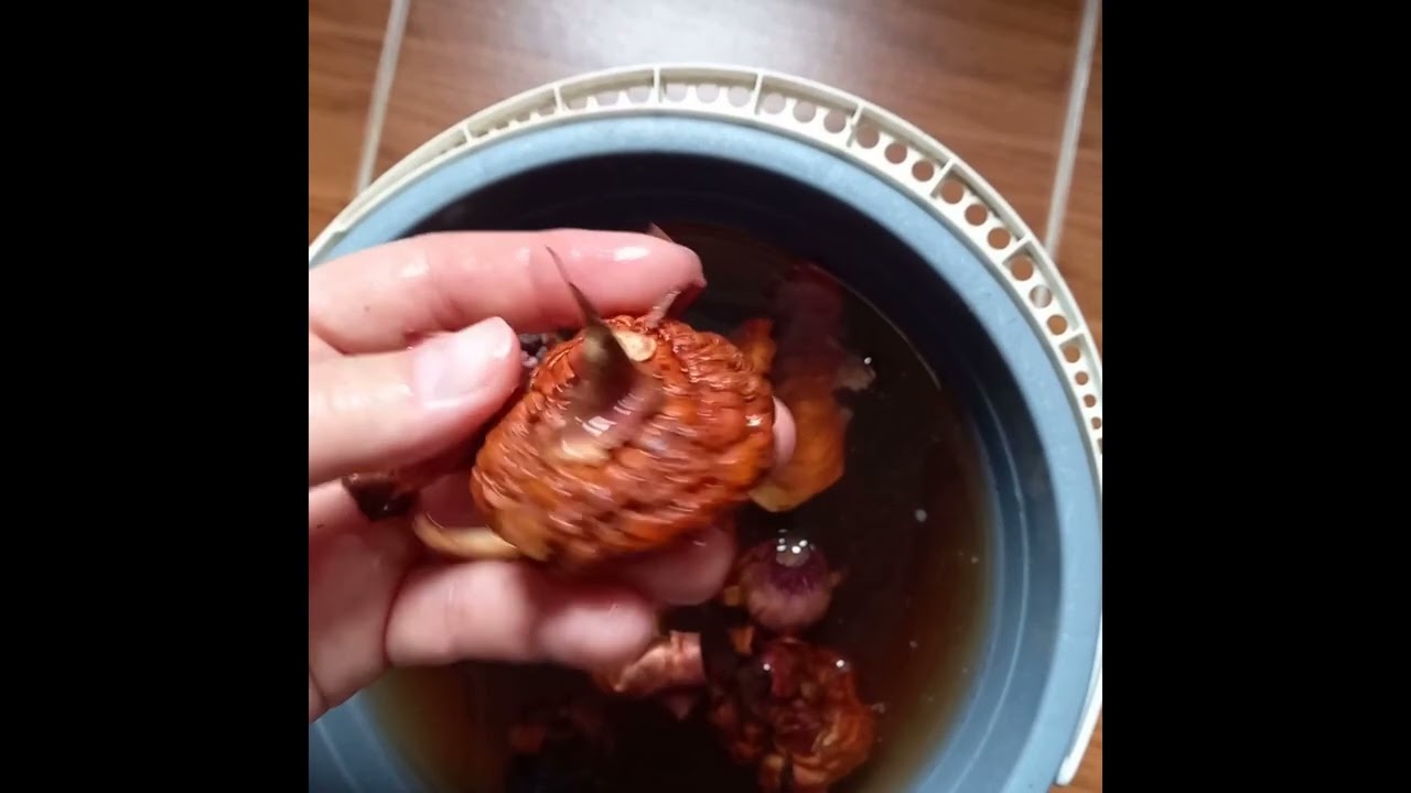 Посадка гладиолусов   Жизнь в саду