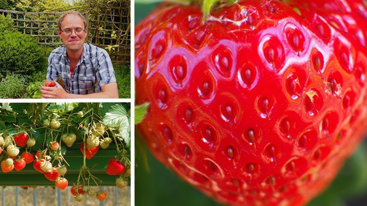 Growing Strawberries: How to Grow the Best Tasting Strawberries
